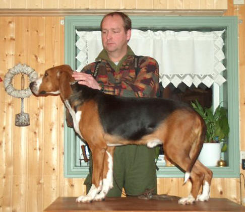 Månedens hund april 2005. KARO FIN35541/01B – Finskstøverforeningen
